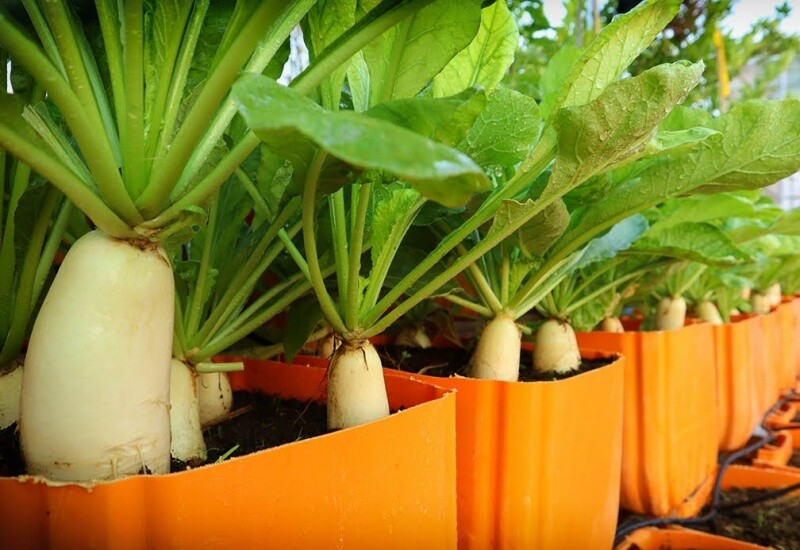 1. Củ cải trắng có vị cay ngọt, tính mát, giúp thanh nhiệt, hóa đàm, tiêu thực, nhuận phế và giảm ho hiệu quả, đặc biệt thích hợp với người bị ho có đờm, nóng phổi hay đầy bụng. Món nước củ cải mật ong hoặc canh củ cải hầm sườn vừa ngon vừa hỗ trợ phổi khỏe mạnh.