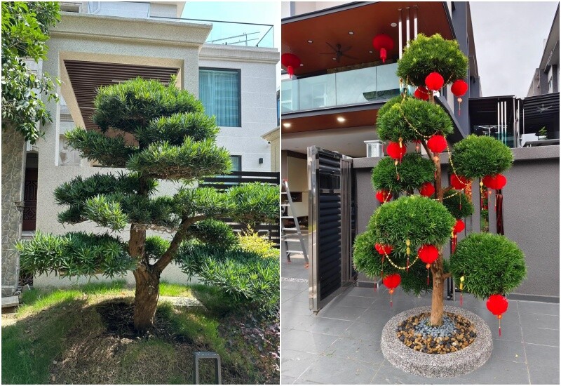 1. Cây tùng la hán được nhiều gia đình trồng trước cửa như biểu tượng giữ tài lộc. Nhà bình thường thường trồng cây nhỏ, còn nhà khá giả thường sở hữu những cây lớn, dáng cổ kính, toát lên vẻ uy nghi và giá trị cao. 