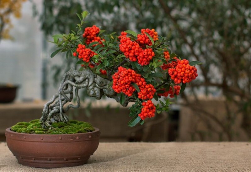 1. Cây táo gai một loại cây cảnh rất được ưa chuộng vào dịp Tết. Táo gai thuộc họ Hoa hồng, là cây bụi thường xanh, dáng gọn gàng, cành lá rậm rạp, rất thích hợp trồng chậu và tạo dáng bonsai. 