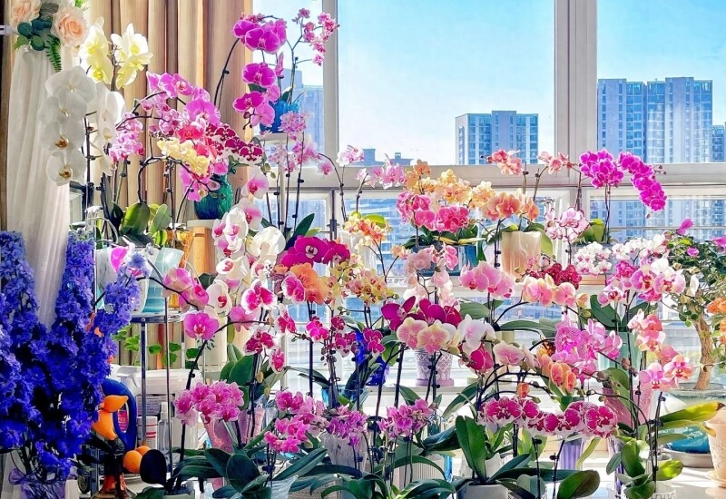 1. Lan hồ điệp chắc chắn là “ngôi sao top đầu” trong các loại hoa chơi Tết. Hoa nở trông như những cánh bướm đang tung bay, vẻ đẹp vừa thanh lịch vừa sang trọng. Dù đặt ở phòng khách hay phòng ngủ cũng đều toát lên gu thẩm mỹ tinh tế.