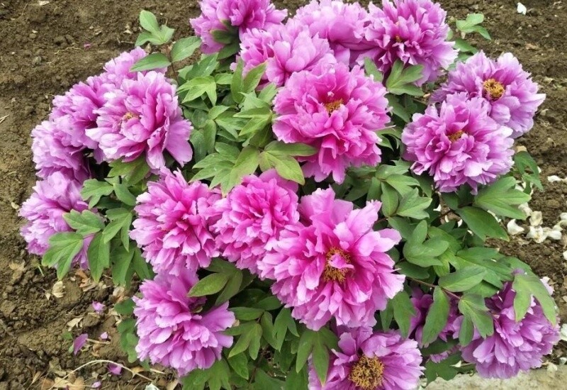 7. Mẫu đơn được mệnh danh là “quốc sắc thiên hương”, biểu tượng của sự cao quý, thịnh vượng và trường tồn. Cây chịu lạnh tốt, mỗi năm chỉ nở một mùa xuân nhưng hoa to, rực rỡ và càng lâu năm càng đẹp. Mẫu đơn có tuổi thọ hàng chục năm, xứng đáng là “báu vật truyền đời”.