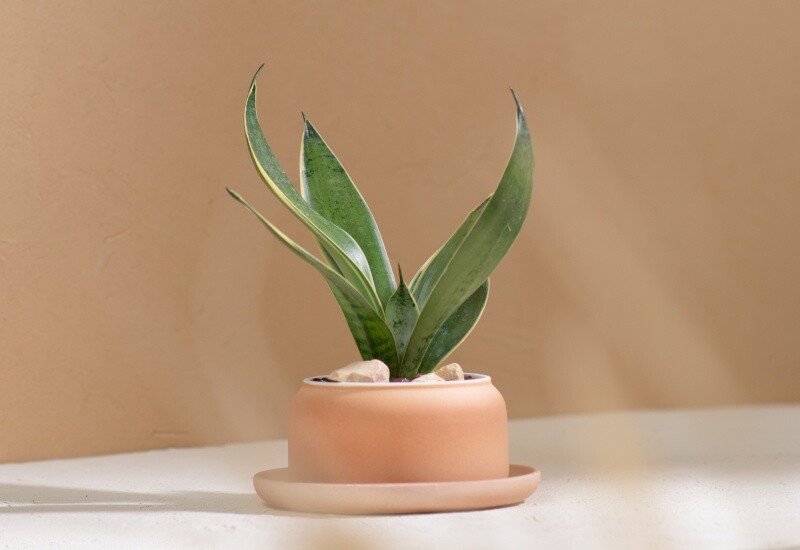 8. Nhiều người không biết lưỡi hổ có thể nở hoa, nhưng do điều kiện ra hoa khó nên thường chỉ xem nó là cây xanh trang trí. Dù không ra hoa, cây vẫn vượt trội nhờ khả năng thích nghi mạnh mẽ, không kén đất hay môi trường, rất dễ nhân giống qua chồi hoặc giâm lá. 