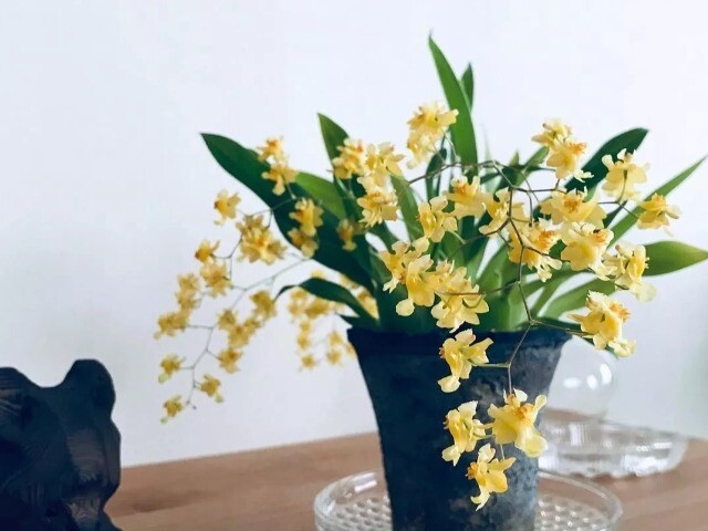 9 loài hoa này là "báu vật mùa đông", đặt một chậu trong phòng khách vừa sang vừa thơm như xịt nước hoa