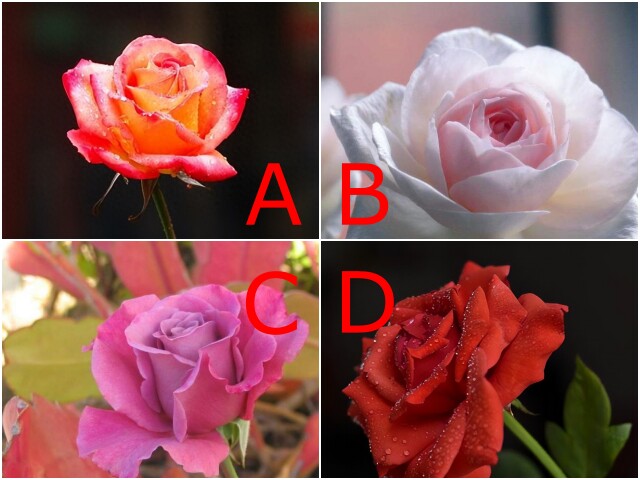 Trắc nghiệm: Bạn dễ thu hút đàn ông tốt hay đàn ông “tráo trở”? Chọn một bông hồng là biết ngay