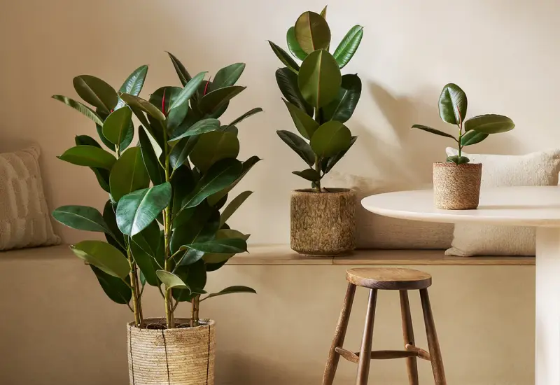 10 loại c&acirc;y cảnh h&uacute;t bụi mịn tốt nhất, lọc sạch kh&ocirc;ng kh&iacute; tới 99%, nh&agrave; phố  n&ecirc;n trồng ngay