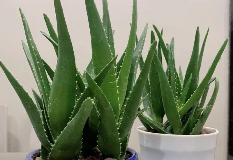 2. Nha đam không chỉ được yêu thích vì dễ trồng mà còn là “máy lọc không khí tự nhiên”, hấp thụ khí độc, nhả oxy và giúp cải thiện giấc ngủ. Trong phong thủy, nha đam tượng trưng cho sức sống mạnh mẽ, khả năng tái sinh và bình an trong gia đạo. 