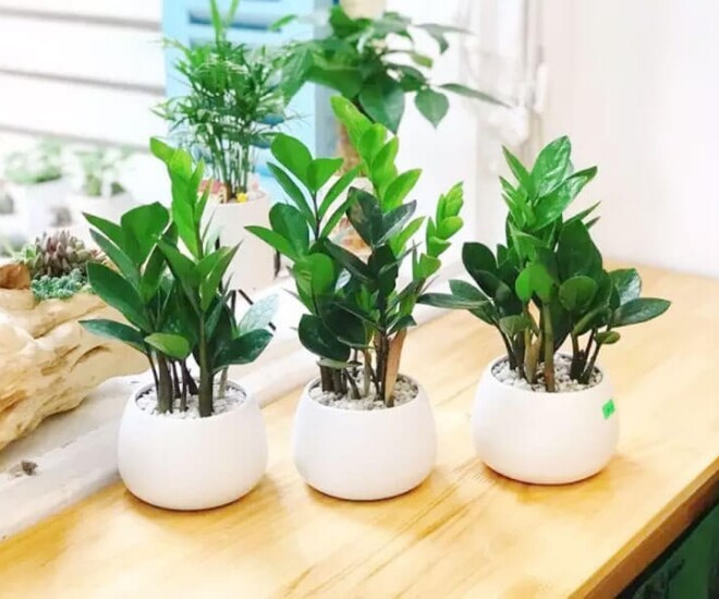 3 cây này dễ trồng hơn kim tiền gấp 100 lần, vừa đẹp vừa sang, trồng là hút tài lộc ào ào - 1
