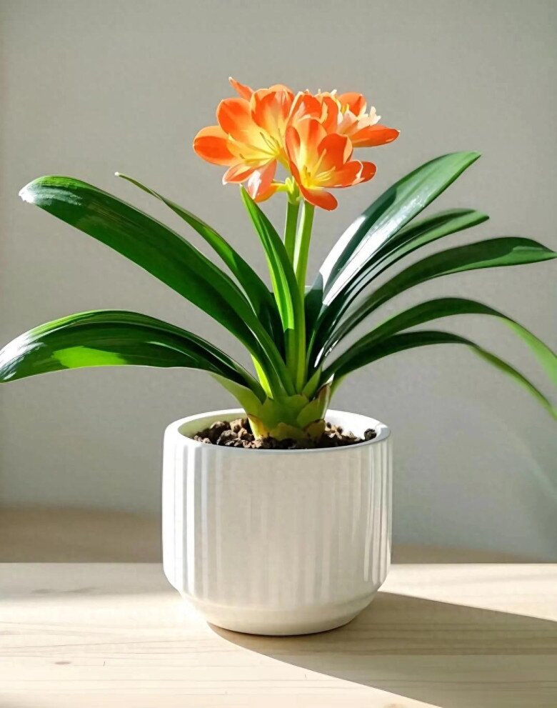 3 cây này dễ trồng hơn kim tiền gấp 100 lần, vừa đẹp vừa sang, trồng là hút tài lộc ào ào - 2