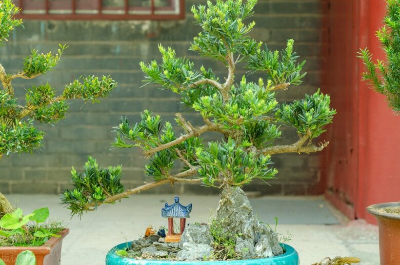 3 cây này dễ trồng hơn kim tiền gấp 100 lần, vừa đẹp vừa sang, trồng là hút tài lộc ào ào - 3