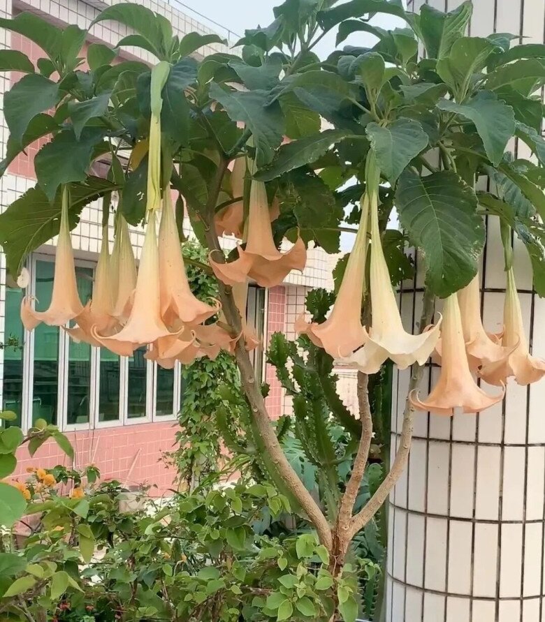 Cây cà độc dược.