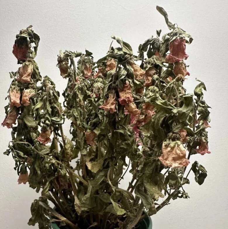 3 loại “hoa thất thoát tài lộc” không nên trồng trong nhà, càng chăm càng nghèo - 4