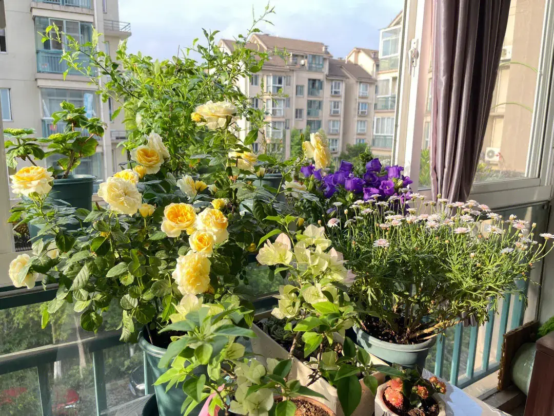 3 vị trí trong nhà dù trống cũng đừng trồng hoa, nếu không càng chăm cây càng héo, vận may tuột khỏi tay - 5