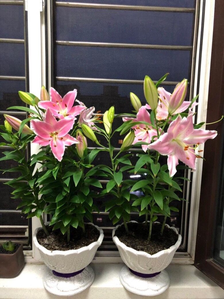 Hoa ly có mùi thơm rất nồng, dễ khiến nhiều người khó chịu nếu để lâu trong nhà.