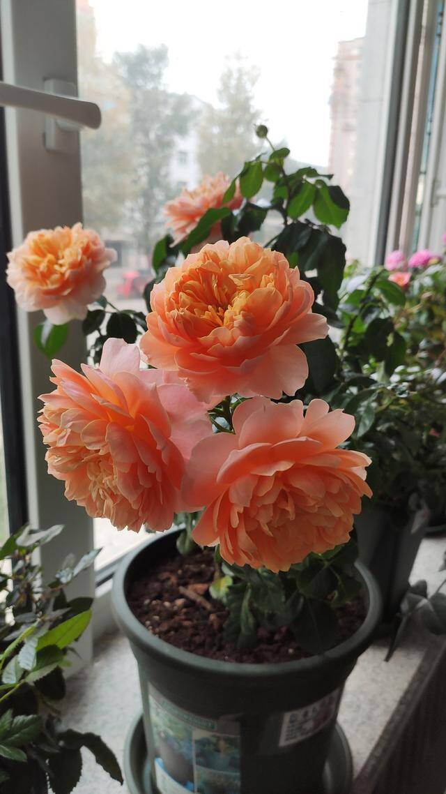 Hoa hồng rất dễ bị sâu bệnh tấn công, không thích hợp đặt trong phòng khách.