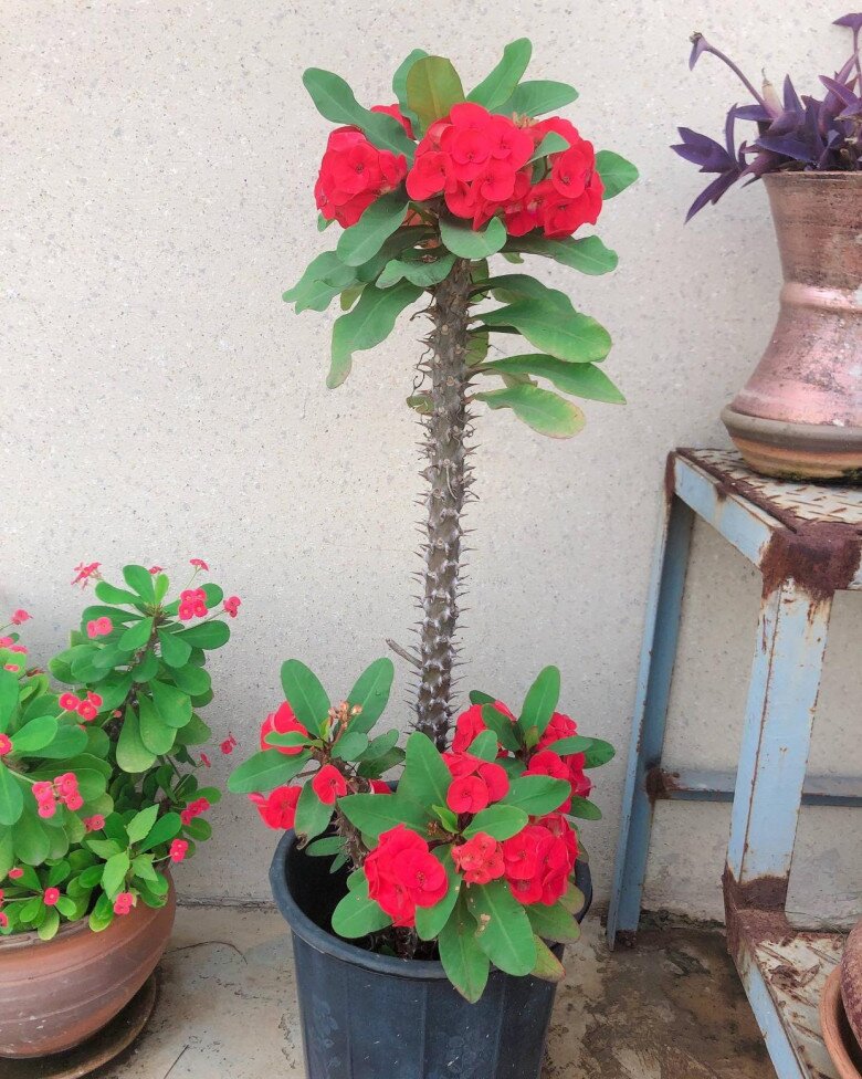 Cây xương rồng bát tiên phủ đầy gai nhọn.