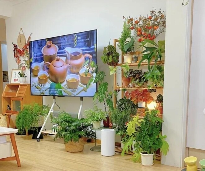 5 cây không nên trồng trong phòng khách kẻo hoa tốt người suy, tiền bạc hao hụt - 1