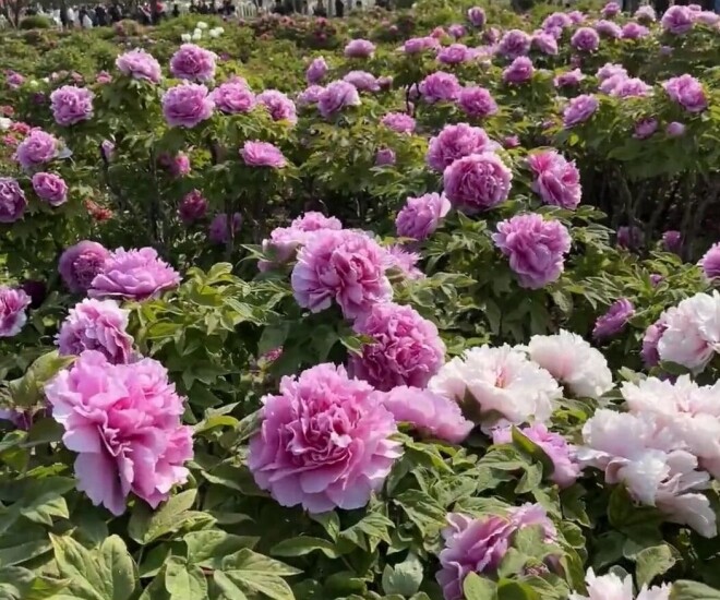 5 loài hoa “bất tử” mùa hè chẳng sợ nóng, mùa đông chẳng ngại lạnh, vứt xó vẫn nở rực rỡ - 1