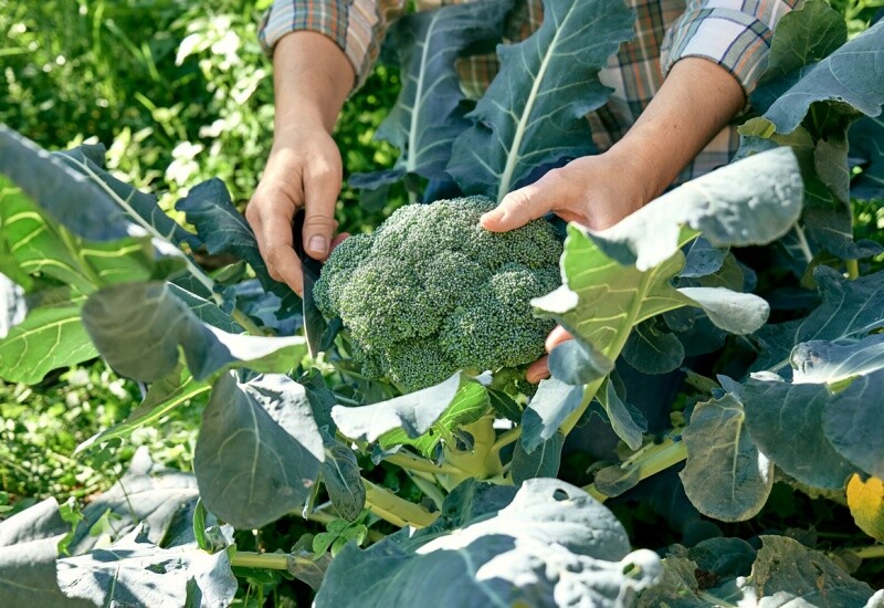 4. Trong 100g súp lơ xanh có khoảng 0,4mg kẽm – chất thiết yếu giúp tăng trí nhớ, hỗ trợ hấp thu vitamin và kích thích tiêu hóa. Rau còn chứa nhiều chất xơ, canxi và sulforaphane, hợp chất phòng ngừa ung thư. 