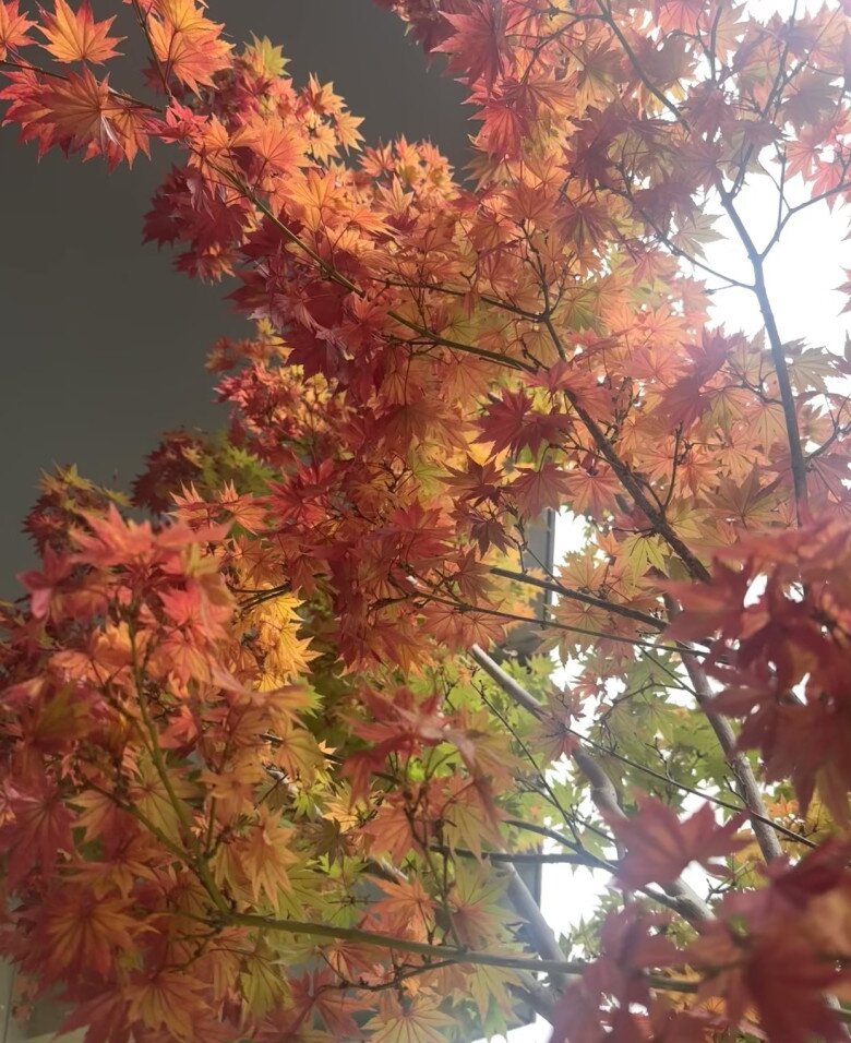 9X biến ban công thành thiên đường mùa thu bằng cây amp;#34;tài lộcamp;#34; này, thu về ngay tại nhà, may mắn cũng gõ cửa - 5