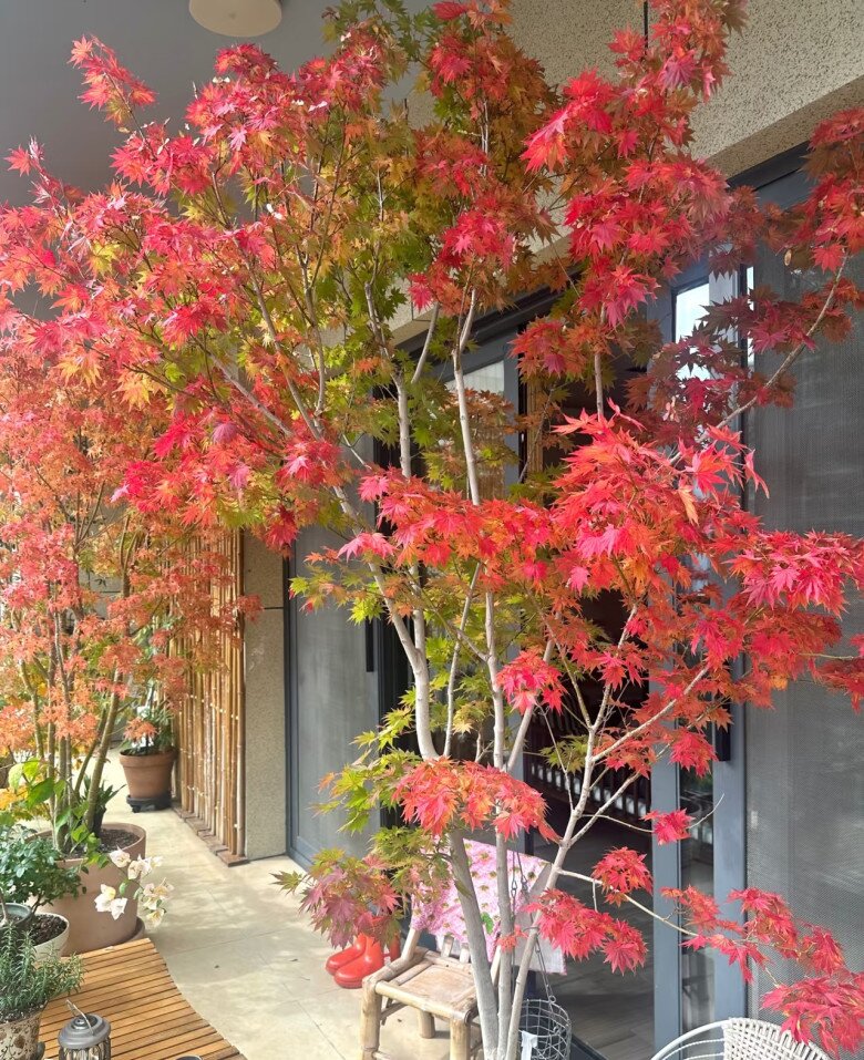9X biến ban công thành thiên đường mùa thu bằng cây amp;#34;tài lộcamp;#34; này, thu về ngay tại nhà, may mắn cũng gõ cửa - 3
