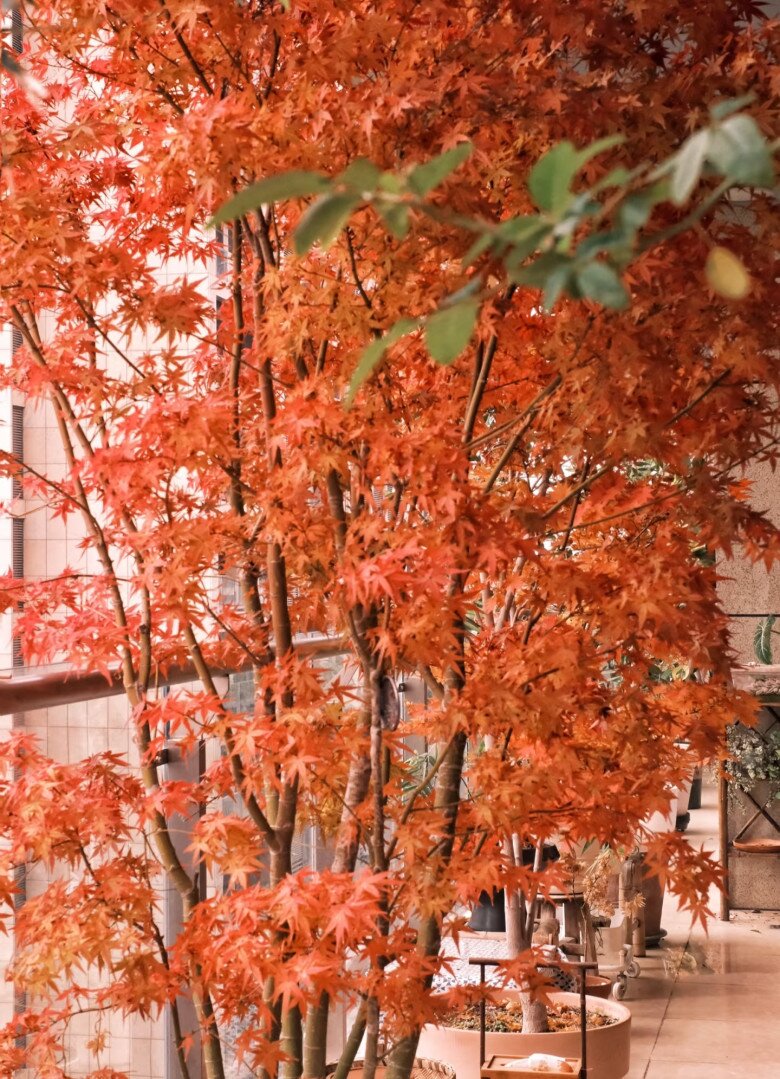 9X biến ban công thành thiên đường mùa thu bằng cây amp;#34;tài lộcamp;#34; này, thu về ngay tại nhà, may mắn cũng gõ cửa - 4