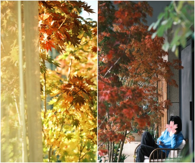 9X biến ban công thành thiên đường mùa thu bằng cây amp;#34;tài lộcamp;#34; này, thu về ngay tại nhà, may mắn cũng gõ cửa - 1