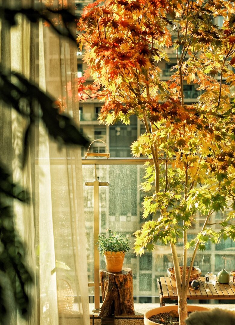 9X biến ban công thành thiên đường mùa thu bằng cây amp;#34;tài lộcamp;#34; này, thu về ngay tại nhà, may mắn cũng gõ cửa - 6