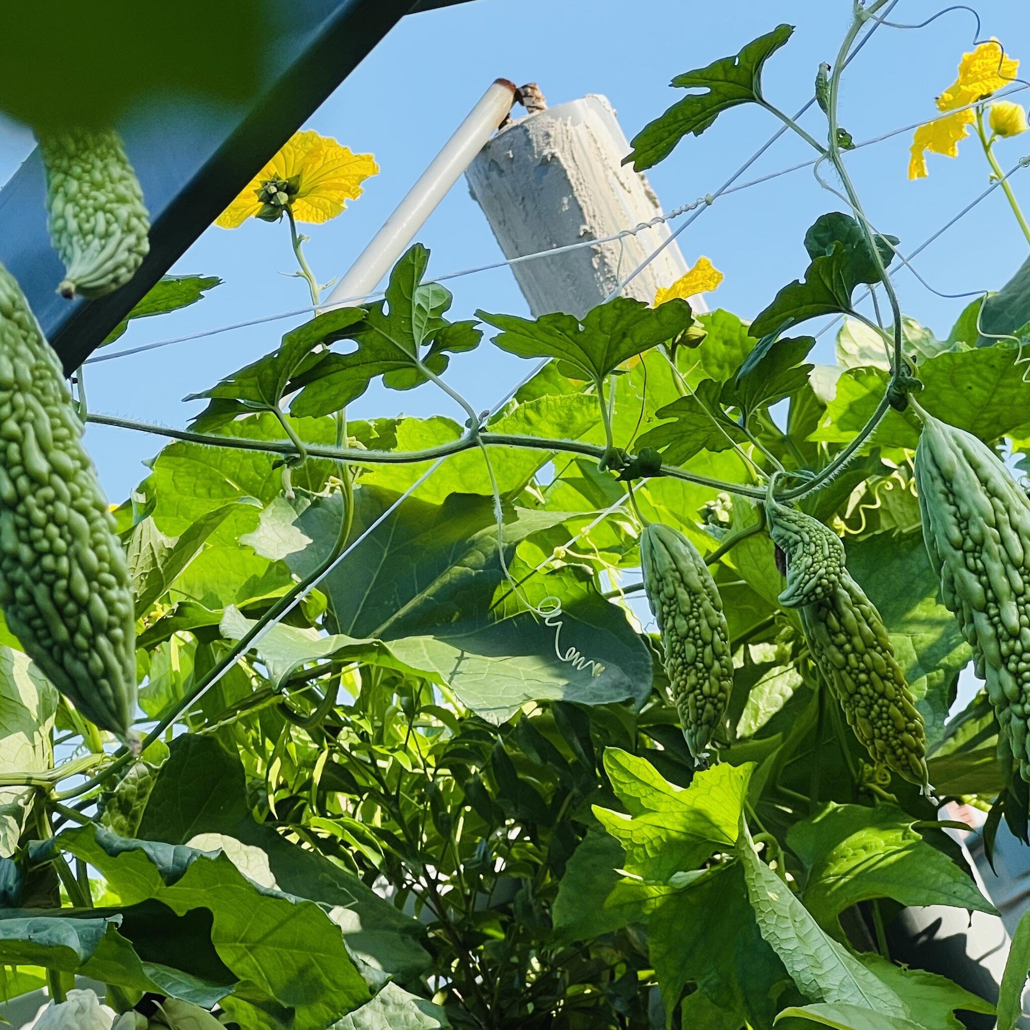 Bác sĩ Đông y Hà Nội chi gần 100 triệu trồng rau nuôi cá trên sân thượng: Rau xanh tốt, hoa nở rực rỡ 4 mùa - 10