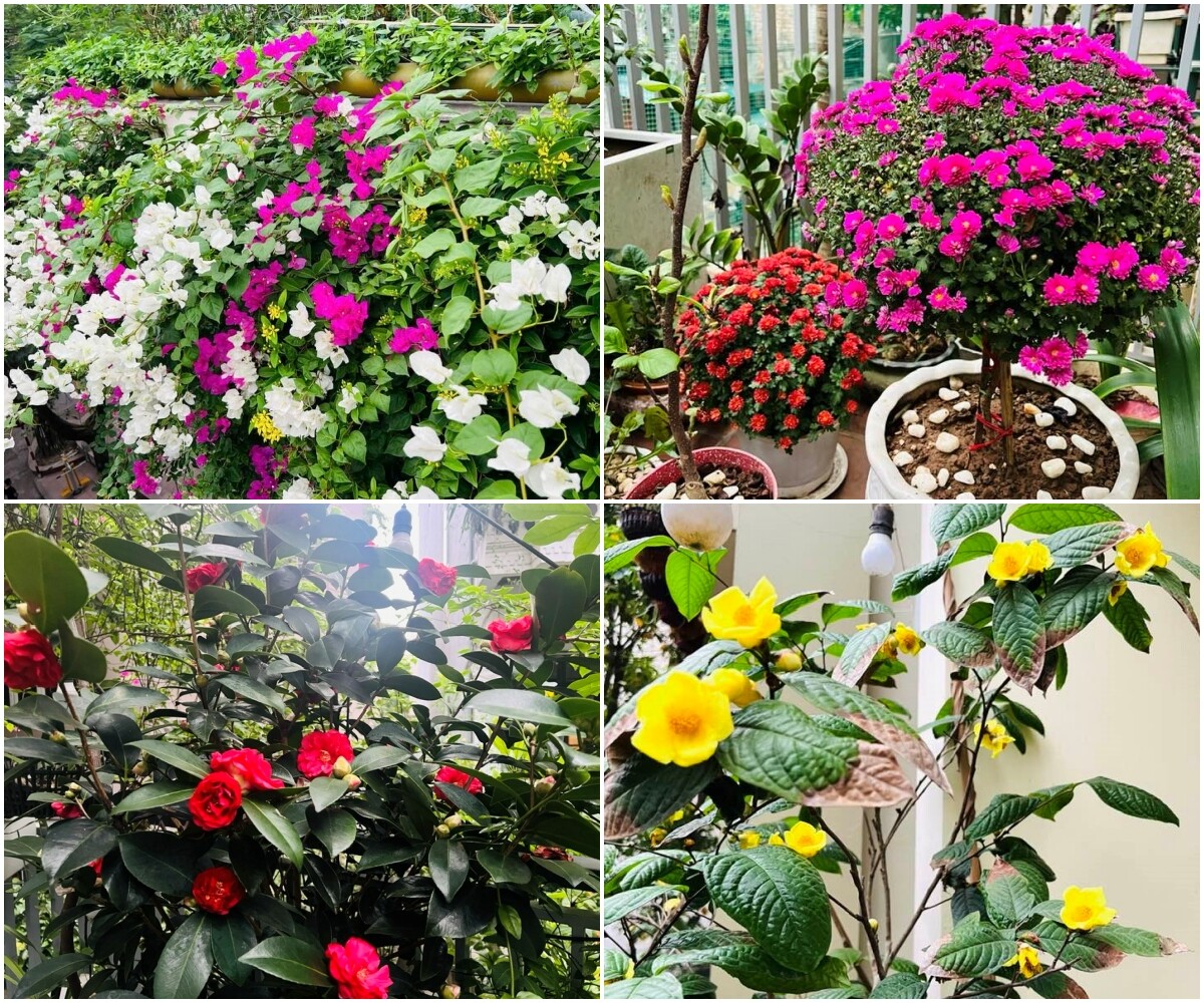 Bác sĩ Đông y Hà Nội chi gần 100 triệu trồng rau nuôi cá trên sân thượng: Rau xanh tốt, hoa nở rực rỡ 4 mùa - 16