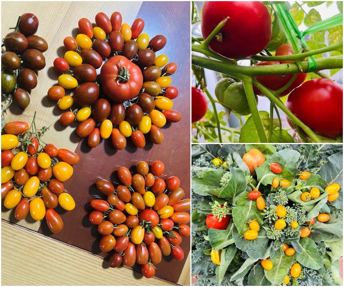 Cá nuôi trên sân thượng nhà cô Thủy.