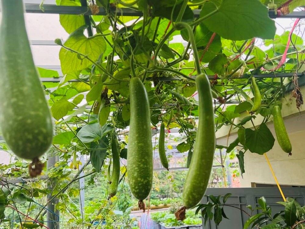 Bác sĩ Đông y Hà Nội chi gần 100 triệu trồng rau nuôi cá trên sân thượng: Rau xanh tốt, hoa nở rực rỡ 4 mùa - 7