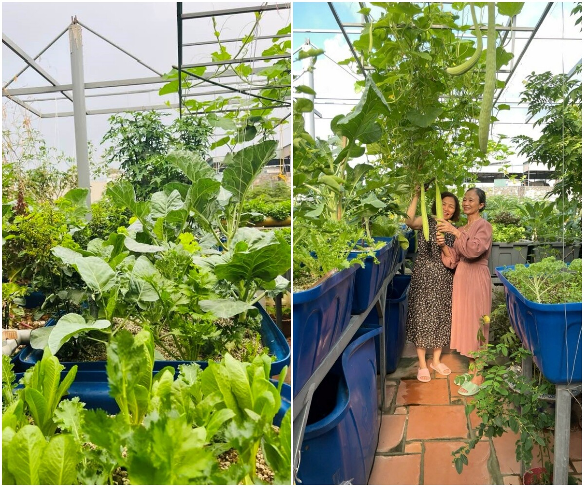 Bác sĩ Đông y Hà Nội chi gần 100 triệu trồng rau nuôi cá trên sân thượng: Rau xanh tốt, hoa nở rực rỡ 4 mùa - 11