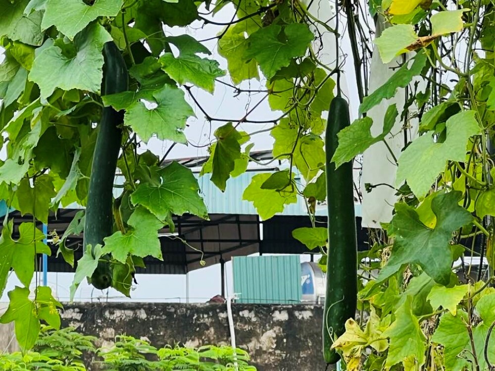 Bác sĩ Đông y Hà Nội chi gần 100 triệu trồng rau nuôi cá trên sân thượng: Rau xanh tốt, hoa nở rực rỡ 4 mùa - 9