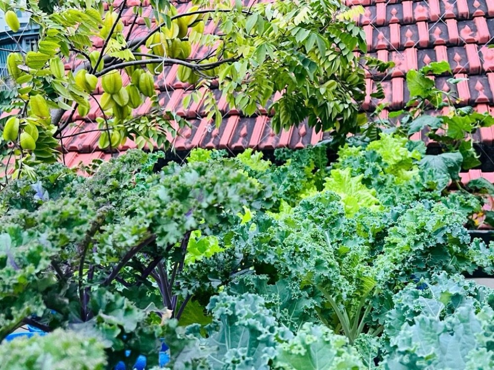 Bác sĩ Đông y Hà Nội chi gần 100 triệu trồng rau nuôi cá trên sân thượng: Rau xanh tốt, hoa nở rực rỡ 4 mùa - 3