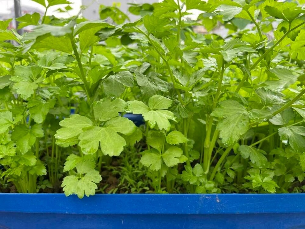 Bác sĩ Đông y Hà Nội chi gần 100 triệu trồng rau nuôi cá trên sân thượng: Rau xanh tốt, hoa nở rực rỡ 4 mùa - 14