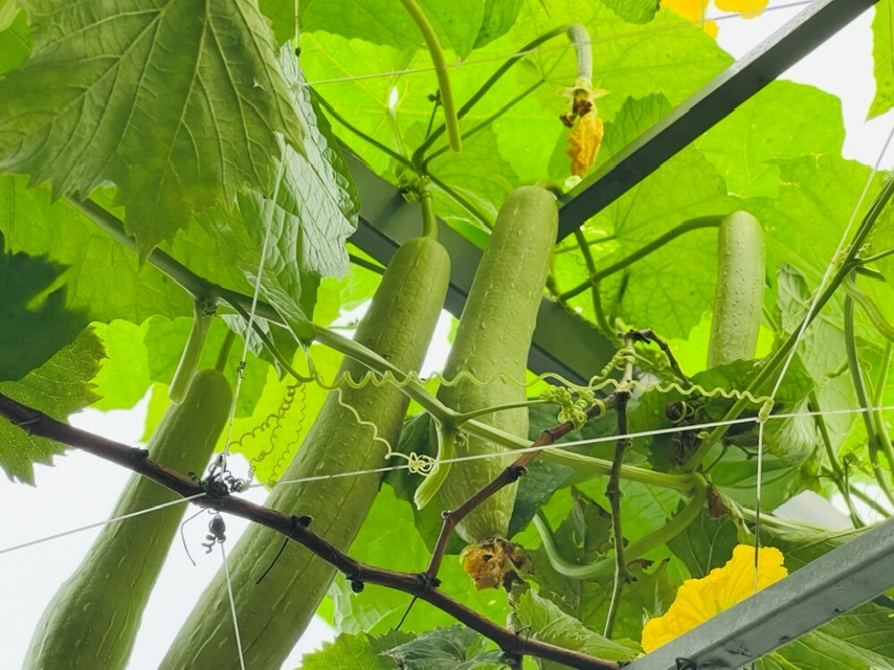 Bác sĩ Đông y Hà Nội chi gần 100 triệu trồng rau nuôi cá trên sân thượng: Rau xanh tốt, hoa nở rực rỡ 4 mùa - 8