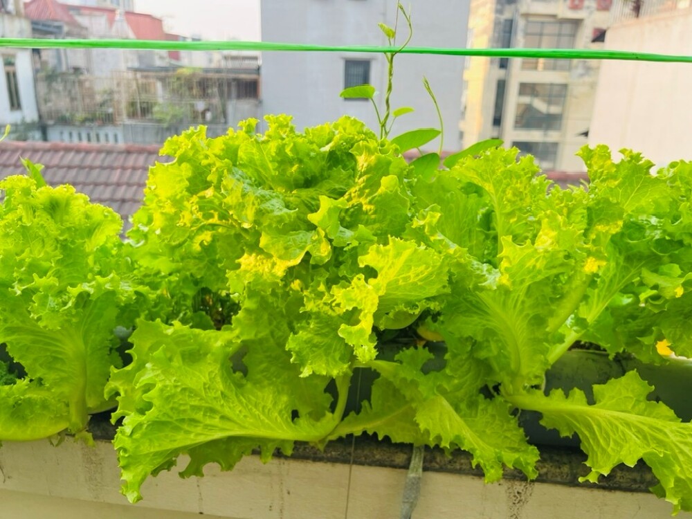 Bác sĩ Đông y Hà Nội chi gần 100 triệu trồng rau nuôi cá trên sân thượng: Rau xanh tốt, hoa nở rực rỡ 4 mùa - 13