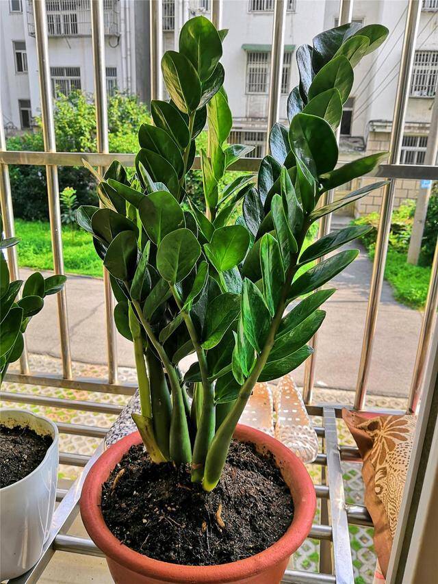 Ban công có 3 loại cây này chẳng khác nào rước Thần Tài vào nhà, gia chủ may mắn tiền tài đầy túi - 2