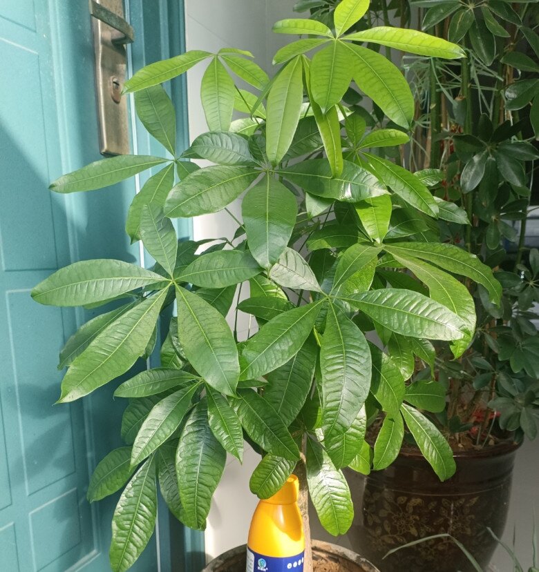 Ban công có 3 loại cây này chẳng khác nào rước Thần Tài vào nhà, gia chủ may mắn tiền tài đầy túi - 1