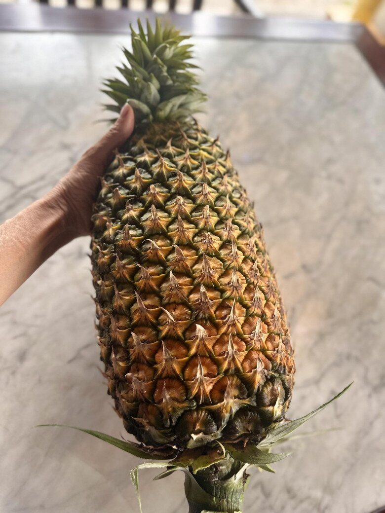 Quả dứa siêu to khổng lồ nặng gần 6kg, ca sĩ Mỹ lệ nhìn mà bàng hoàng.