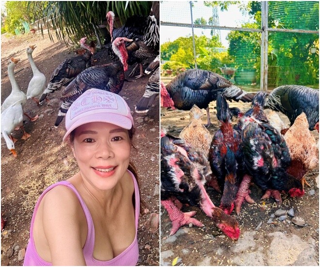 Ca sĩ Mỹ Lệ nuôi nhiều loại gà trong vườn.