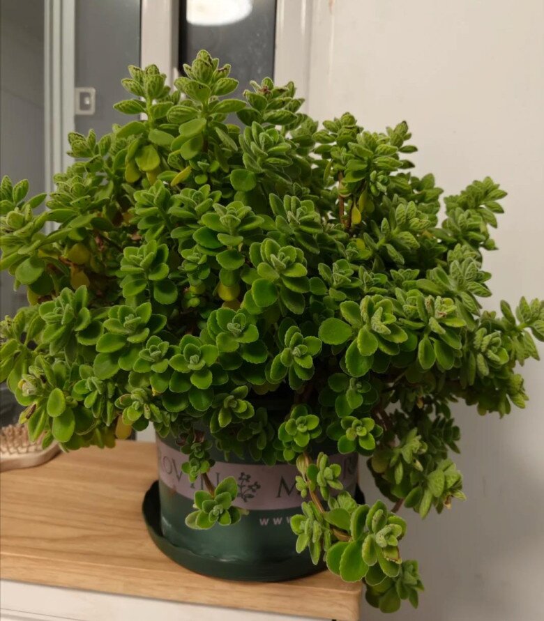 Xem thêm: Loài hoa này đẹp như mẫu đơn, nở 300 ngày mỗi năm, giá 120.000 chậu nhưng cắm một lá xuống đất cũng bén rễ