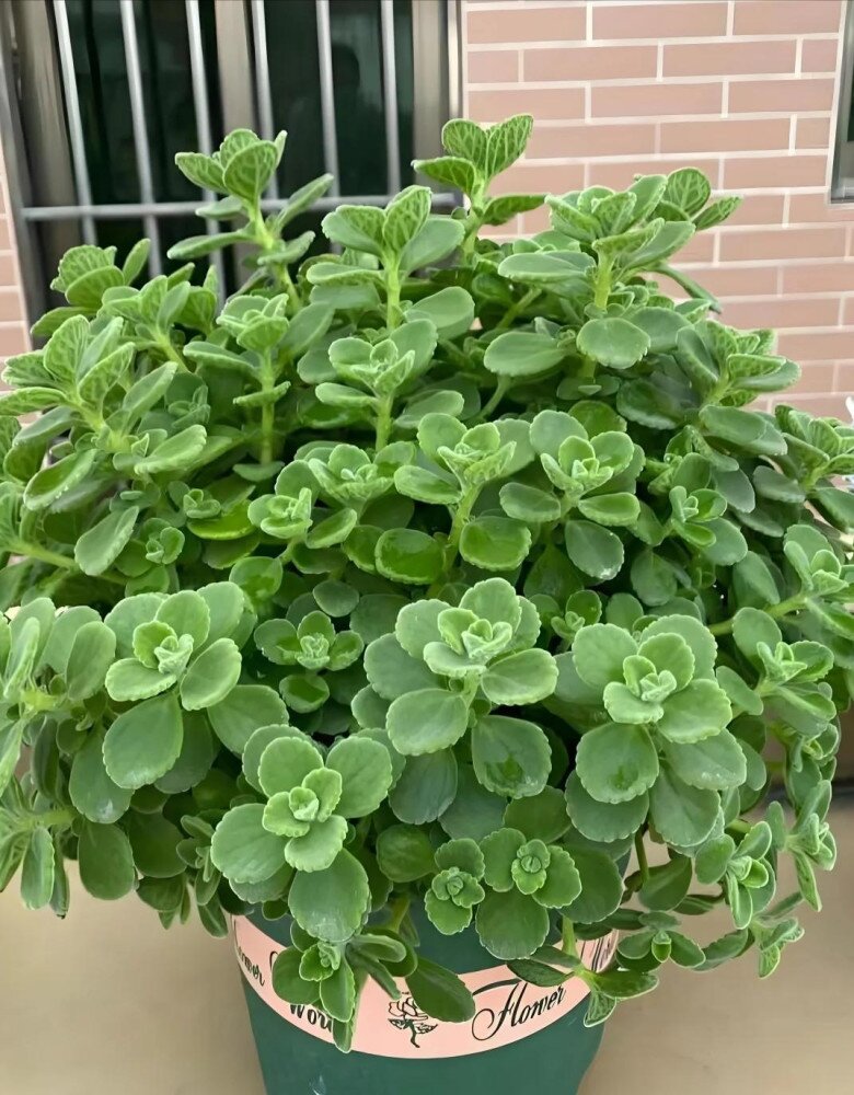 Cây cảnh đuổi muỗi cực đỉnh, lại được ví như “mèo Thần Tài” nhưng nay bị nhiều người cho vào danh sách đen vì 4 lý do - 5