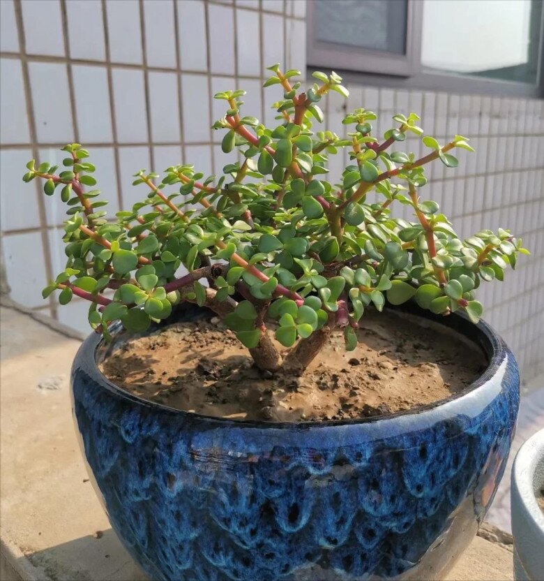 Cây cảnh nghe tên đã thấy giàu có, vàng bạc đầy nhà nhưng nay bị nhiều người cho vào “danh sách đen” vì 4 lý do - 5