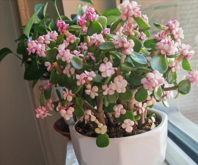 Cây cảnh nghe tên đã thấy giàu có, vàng bạc đầy nhà nhưng nay bị nhiều người cho vào “danh sách đen” vì 4 lý do - 1