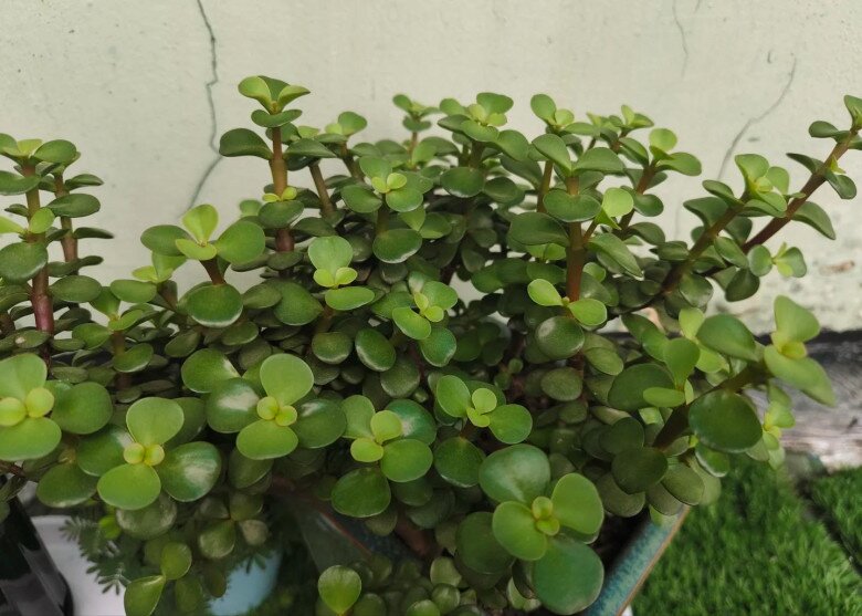 Cây cảnh nghe tên đã thấy giàu có, vàng bạc đầy nhà nhưng nay bị nhiều người cho vào “danh sách đen” vì 4 lý do - 4