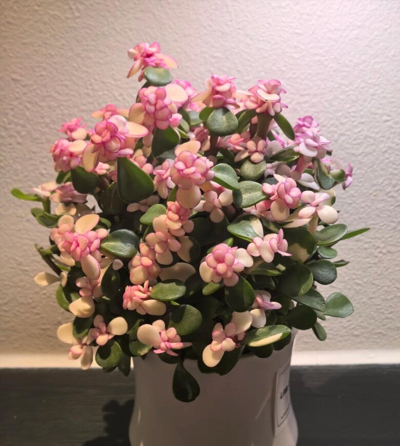 Cây cảnh nghe tên đã thấy giàu có, vàng bạc đầy nhà nhưng nay bị nhiều người cho vào “danh sách đen” vì 4 lý do - 8