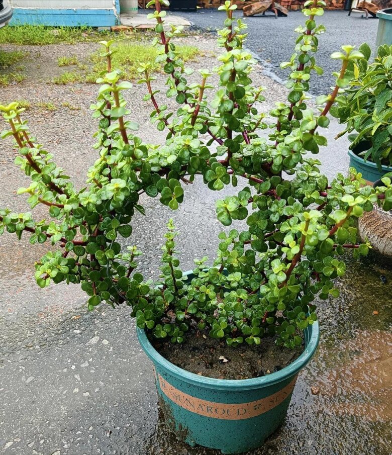 Cây cảnh nghe tên đã thấy giàu có, vàng bạc đầy nhà nhưng nay bị nhiều người cho vào “danh sách đen” vì 4 lý do - 10