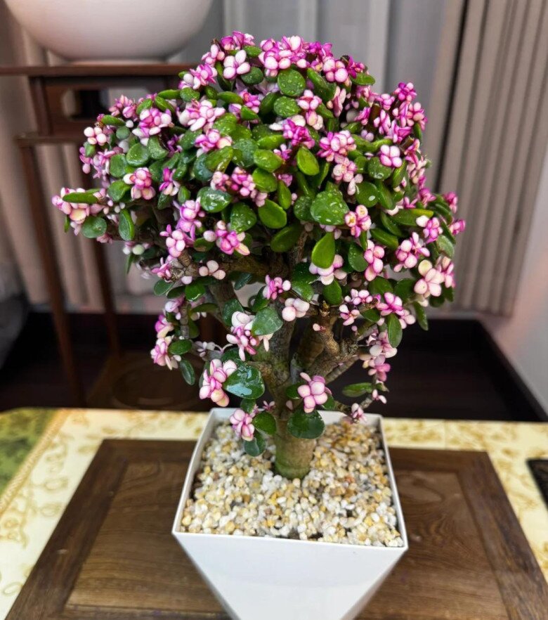 Cây cảnh nghe tên đã thấy giàu có, vàng bạc đầy nhà nhưng nay bị nhiều người cho vào “danh sách đen” vì 4 lý do - 7