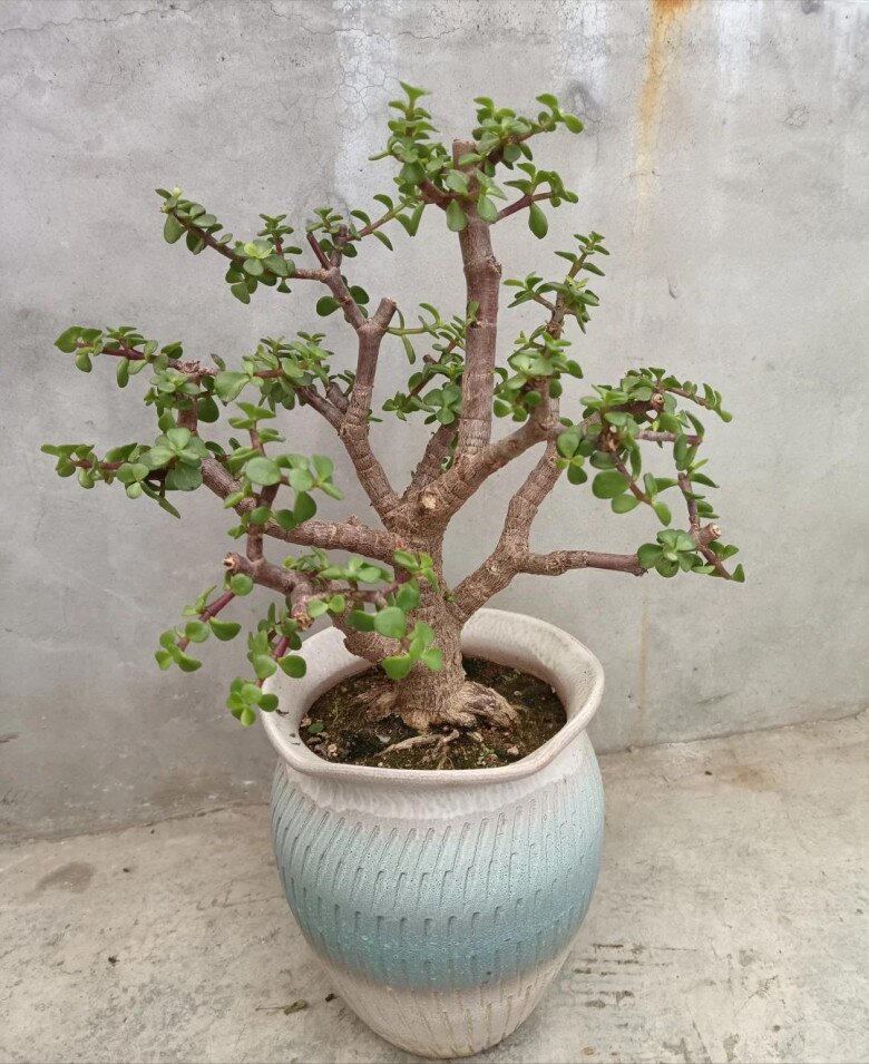 Cây cảnh nghe tên đã thấy giàu có, vàng bạc đầy nhà nhưng nay bị nhiều người cho vào “danh sách đen” vì 4 lý do - 6